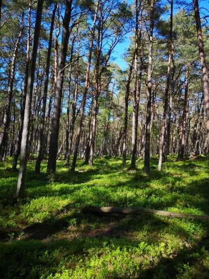 Jędrula — zdjęcie