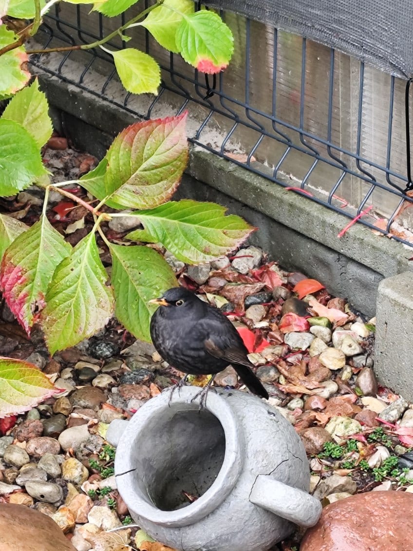 Jędrula — zdjęcie