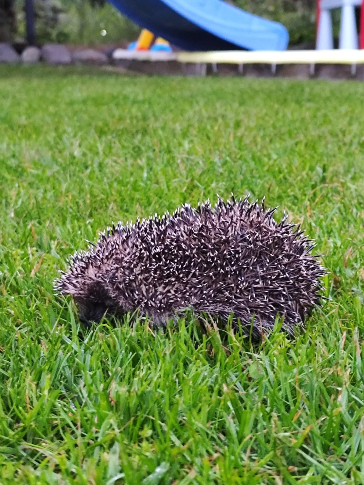 Jędrula — zdjęcie